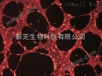 µ-Slide 血管生成载玻片