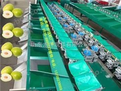 多功能全自动中国台湾青枣分选机，分选青枣大小机器