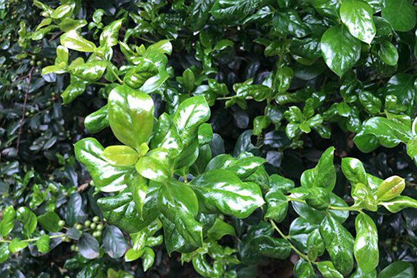 商务部等7部门关于开展茧丝绸产业“东绸西固”工作的通知